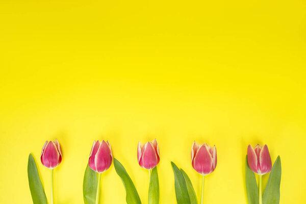Pink tulip on a yellow background. Postcard with place for text. The concept of congratulation, invitation, gratitude, holidays, events High quality photo