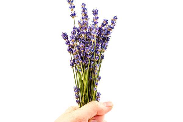 Fresh Lavender flowers isolated on white background. Space for text