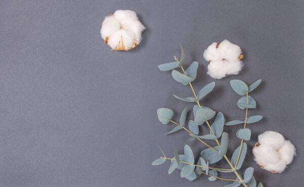Eucalyptus and cotton bolls on a gray background