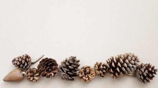 Spruce and pine cones are laid out from below on a light background. New Year card. Top view