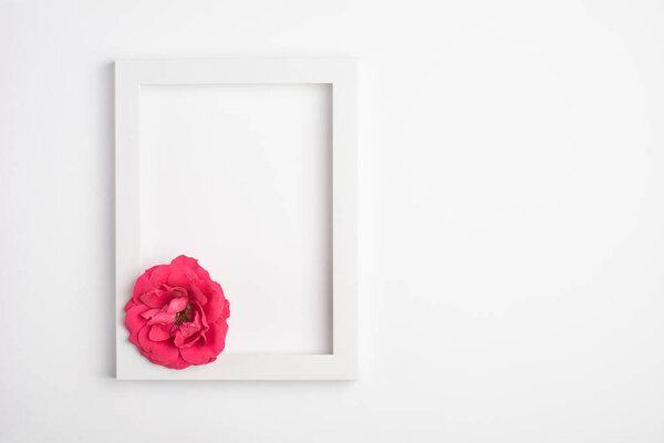 Red flower and frame on white background. Top view, copy space.