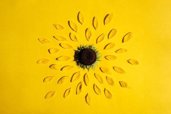 Creative design with sunflower and petals on yellow background