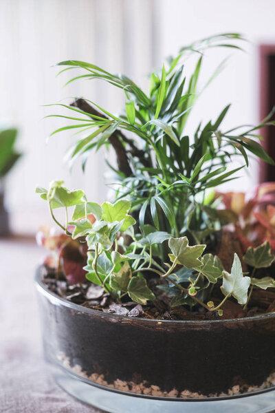 Close up of modern and unique glass jar terrarium concept of natural garden with green plant inside. 