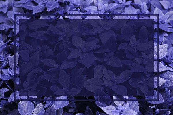 Mockup poster with frame on very peri background of basil leaves. Template for postcards.