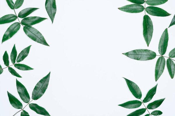 Green leaves on white background. Flat lay, top view, space.