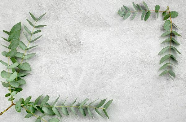 Eucalyptus twigs on a concrete background in the form of a frame. Blank space for text or product advertisement