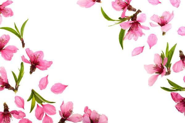 Cherry blossom, sakura flowers isolated on white background with copy space for your text. Top view. Flat lay pattern