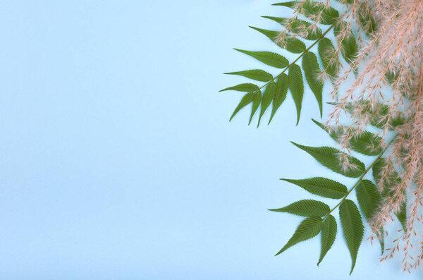 Leaves composition. Nature concept background. Flat lay and top view photo.