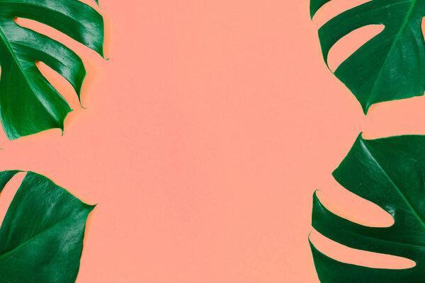 Frame Of Green Monstera Leaves On Coral Background Summer Minimal Background Flat Lay Top View