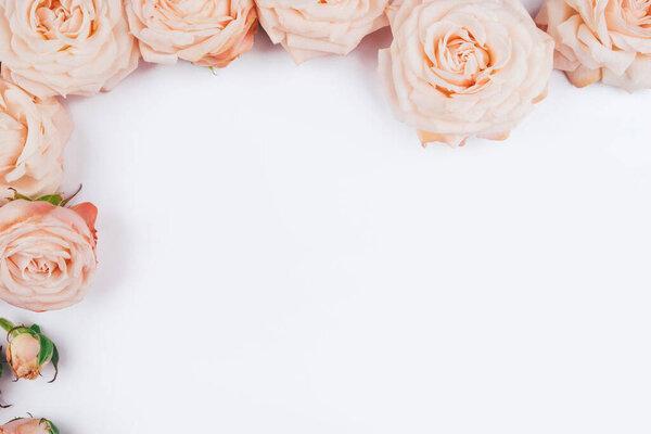 Spring background. Rose flowers on a white background.