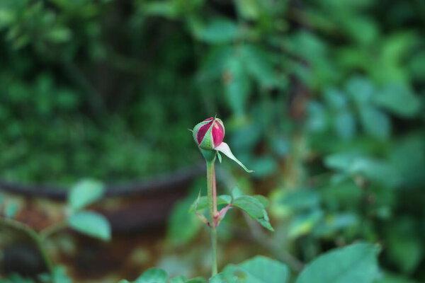 Pink rose flower bud with green leaves on black background with selective focus. Dark moody spring summer backdrop. Low key colors, nature banner copy space. Rosy bush in the garden greeting card.