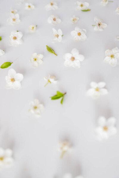 Top view of cherry blossoms flowers laying on white background. Hi key spring pattern. Mockup for greeting card