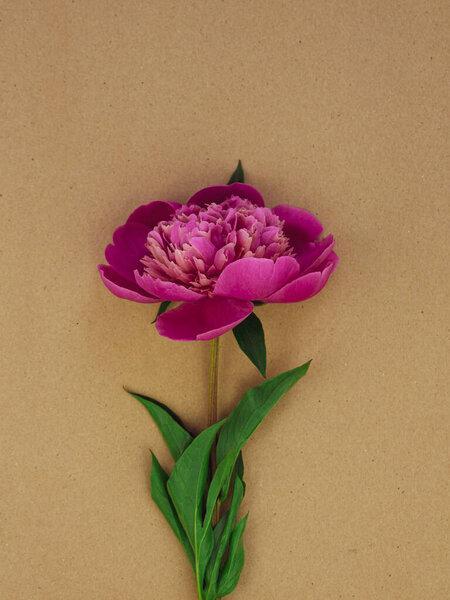 Pink peony flower on brown kraft paper background top view, Minimal eco friendly flat lay holidays celebrating concept. Women's Mother's Day birthday romantic greeting card template copy space