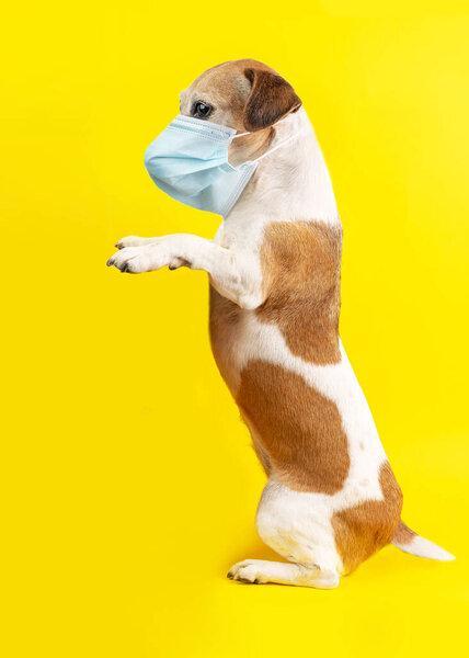 Dog in blue face sterile medical breathing mask. Jack russell terrier sitting and holding product. prevent respiratory infections. Happy dog offering. Funny pet profile. Bright emotional colors. 