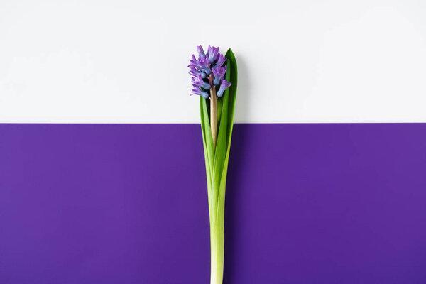 在切成两半的紫色和白色表面上的风信子花朵的俯视图