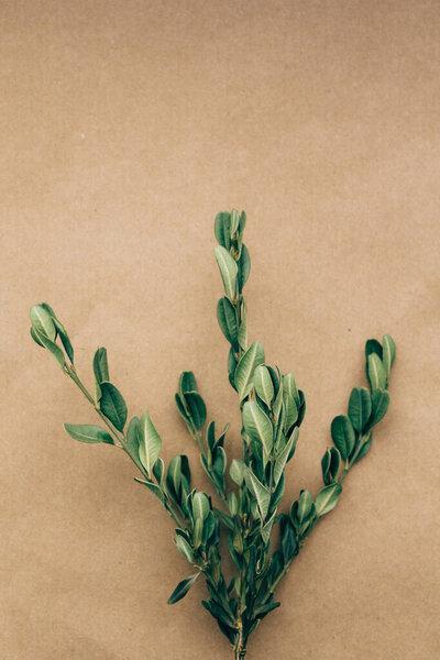 greeting card with green branches dried flowers on yellow brown background copy space