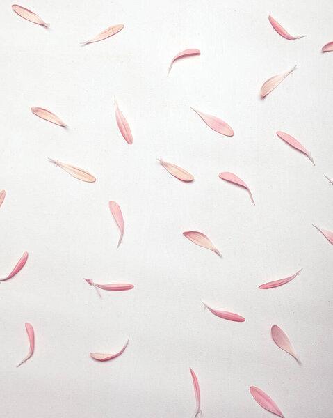 floral pink petals on white as background