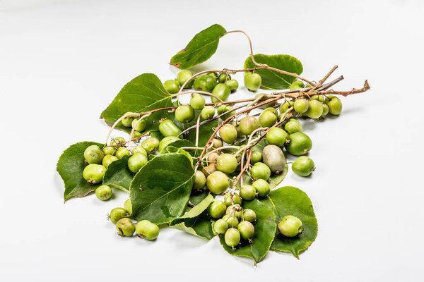 Ripe Actinidia arguta or kiwi isolated on white background. Branches of fresh fruits with green leaves, mockup, template