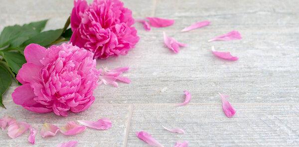 Pink peonies and a frame of petals lying on a stone table. Greeting card, Mothers day, birthday.
