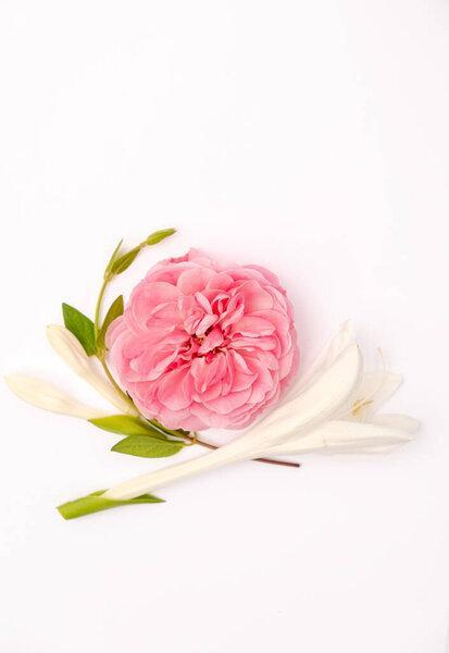 floral layout of pink roses on a white background. Spring or summer floral background with copy space, vertical photo. Flat lay