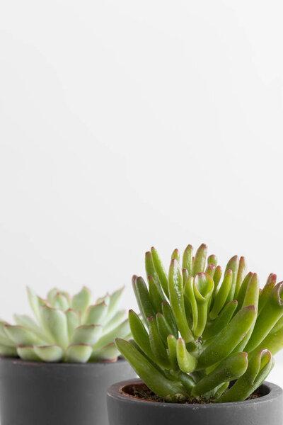 Crassula and echeveria plant in a pots with blank copy space.