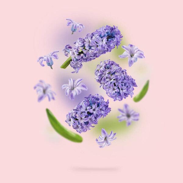 A picture with purple hyacinth flowers and green leaves flying in the air on the pink background. Levitation concept. Floating petals. Greeting card with wedding, women's day, mother's day. Square.