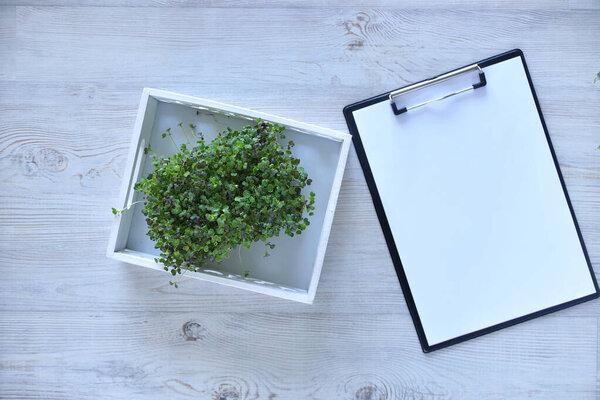 Microgreens growing background with microgreen sprouts on the table with a tablet to record and place for text. Seed Germination at home. Vegan and healthy eating concept